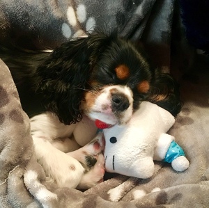 Fundraising Page: Jennifer Dean